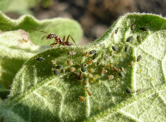 termite larvae