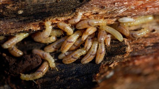 termite larva