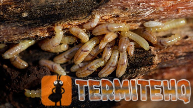termite larva