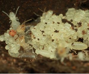 termite larvae