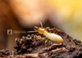 subterranean termite treatment cost variables and foundation risk analysis.