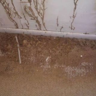 Do Termites Eat Drywall
