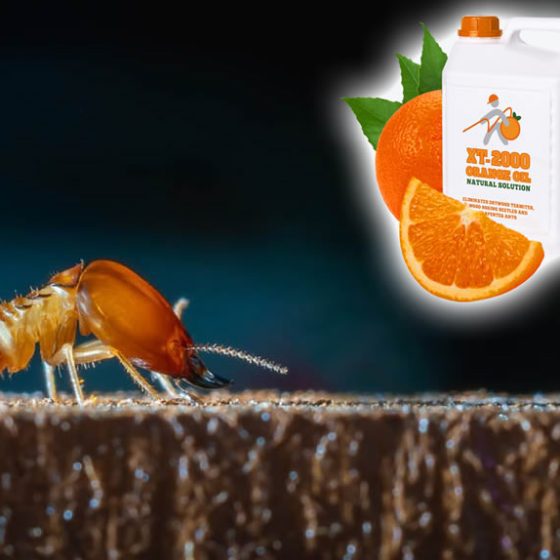 Essential Oils for Termites