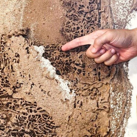 Orange oil for termites