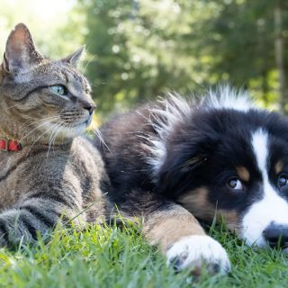 Termite control for pets
