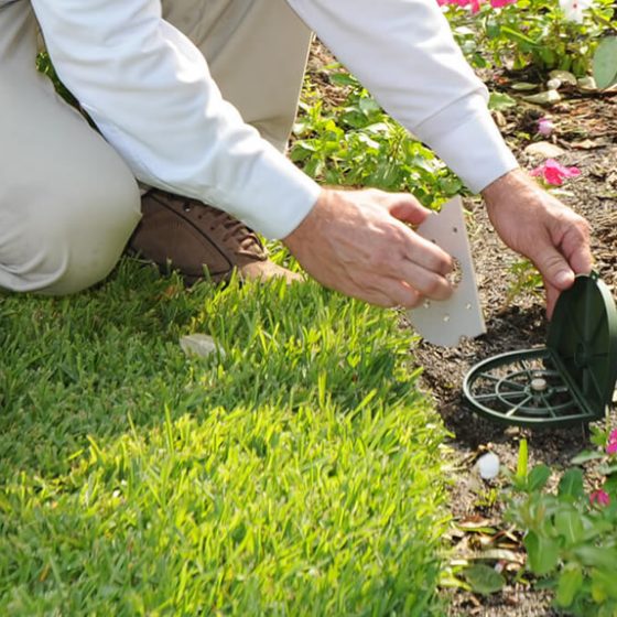 Termite control in gardens