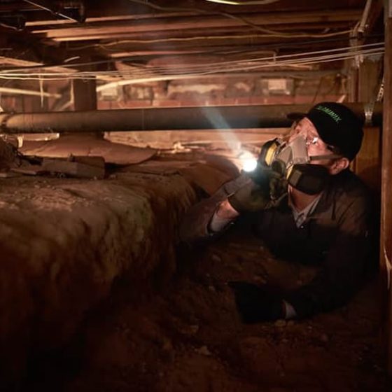 Termite inspection cost