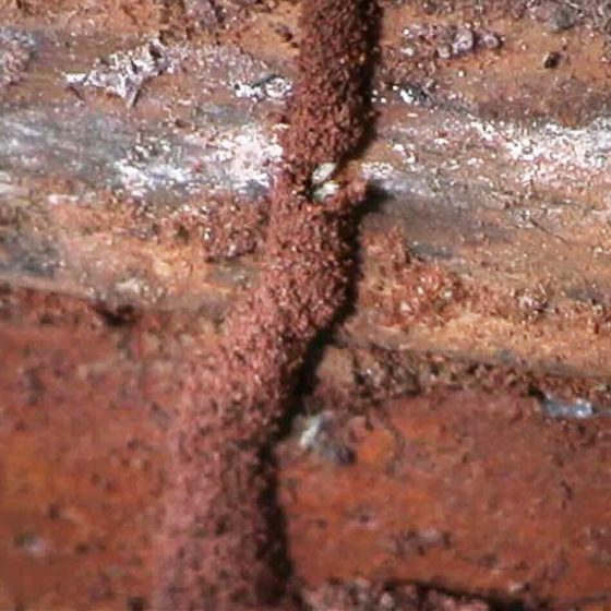 Termite mud tubes