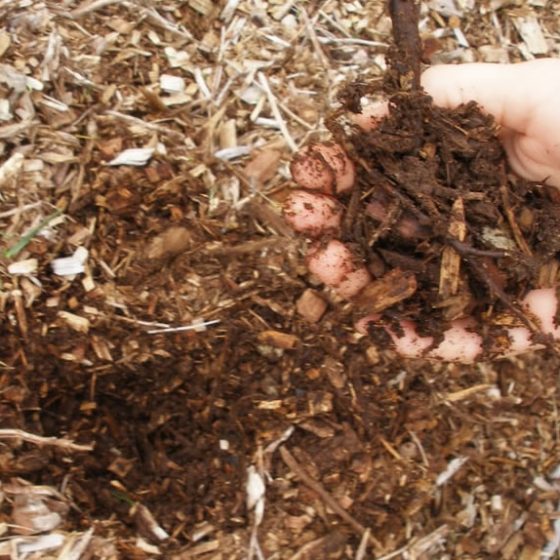 Termite-resistant mulch
