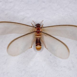Dampwood Termites