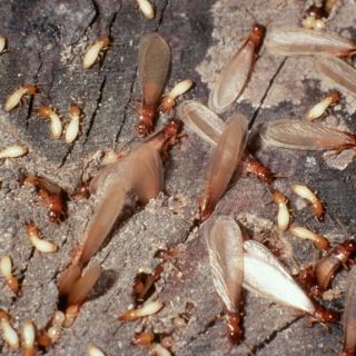 do swarming termites mean infestation