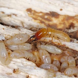 drywood termites