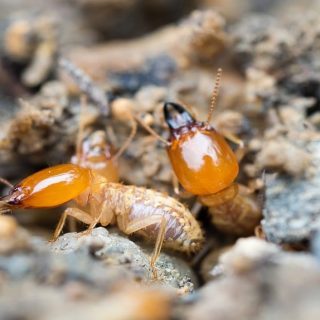 formosan termites