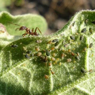 termite larvae