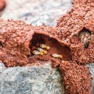 termite tunnels