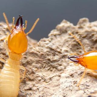 termite warranty