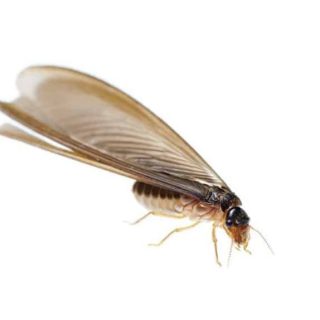 termite wings