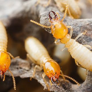 termite infestation