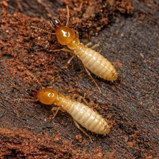 What Kills Termites Instantly
