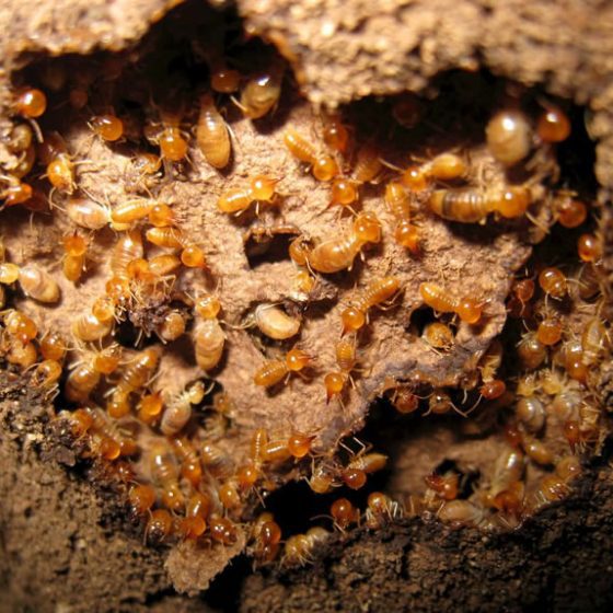 termite prevention