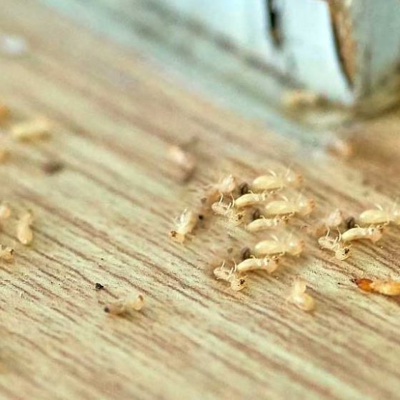 termite control