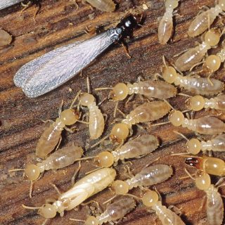 Is a Termite Bond a Waste of Money