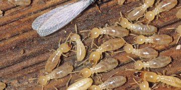 Is a Termite Bond a Waste of Money