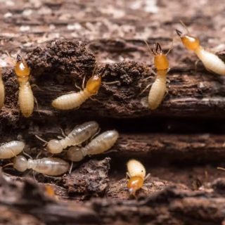 Organic termite control