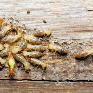 Termite control for real estate