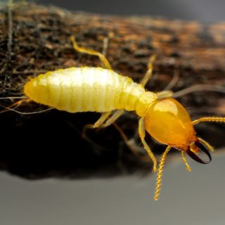 termite treatments