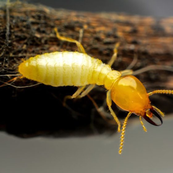 termite treatments