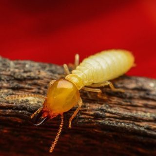 Orange Oil Termite Treatment Near Me