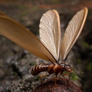 termites with wings