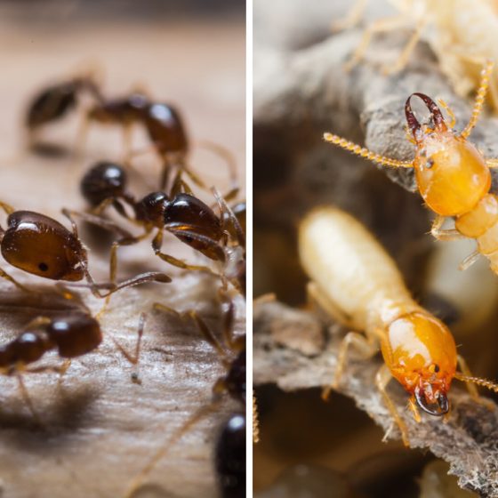 Difference between Termites and Carpenter Ants