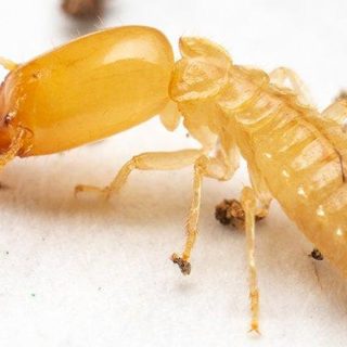 How to get rid of termites