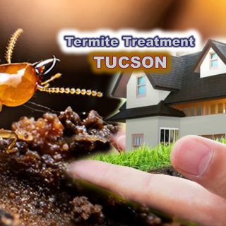 Termite Treatment Tucson