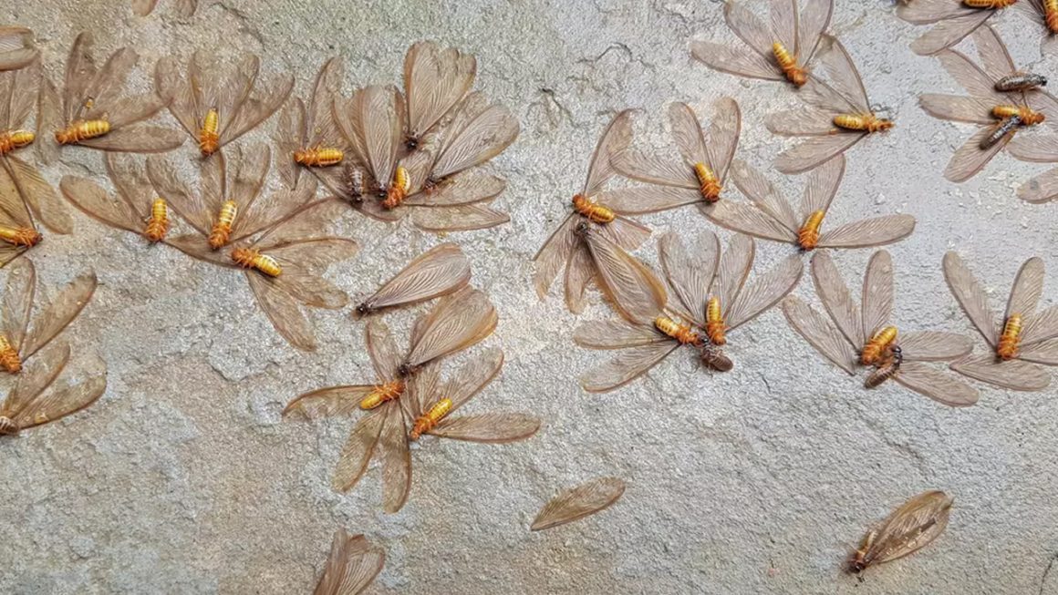 When Do Termites Swarm In Florida