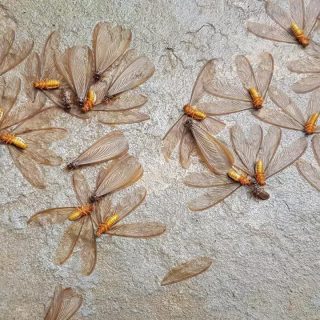 When Do Termites Swarm In Florida