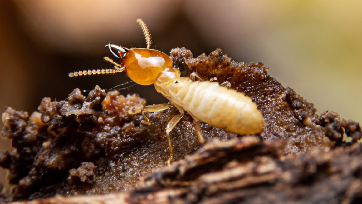 bugs that look like termites