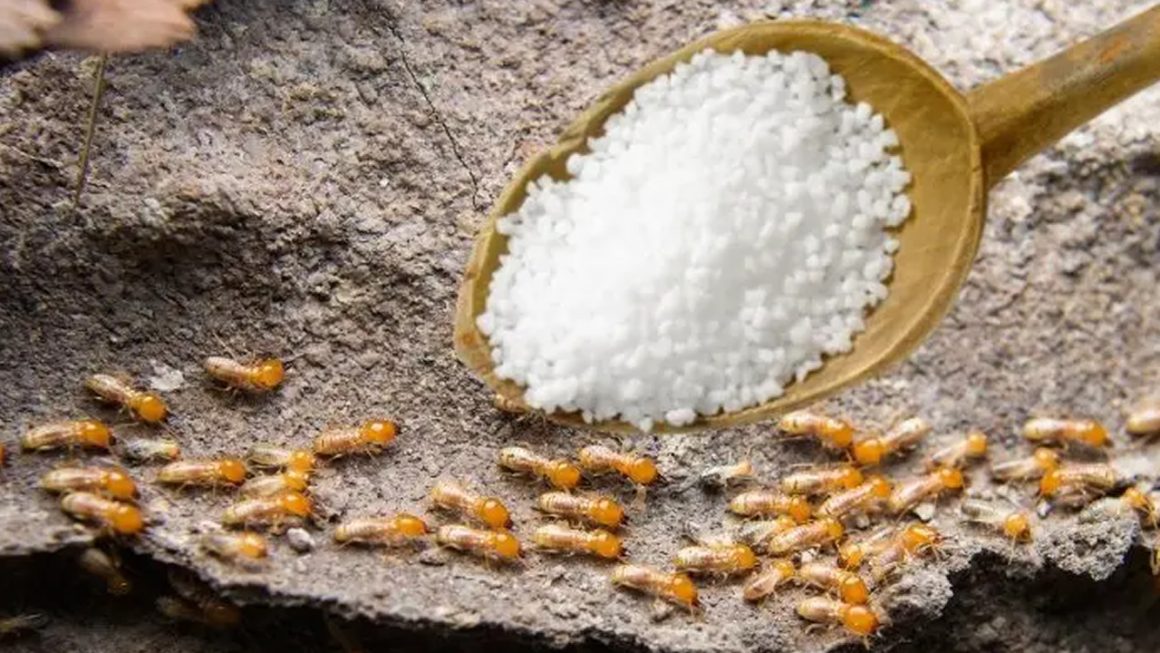 does salt kill termites