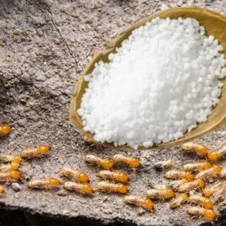 does salt kill termites