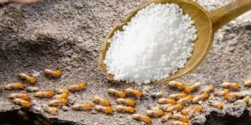 does salt kill termites