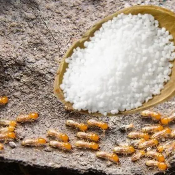 does salt kill termites