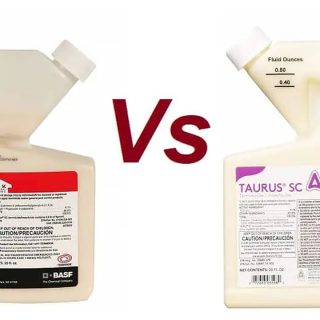 Taurus SC vs Termidor SC