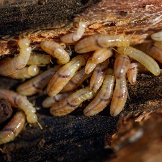 termite larva