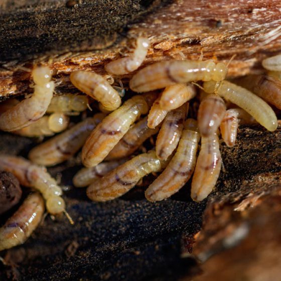 termite larva