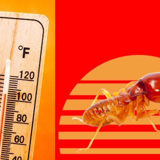 what temperature kills termites
