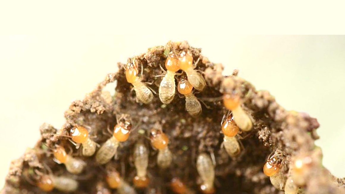 DIY Non-Toxic Termite Bait