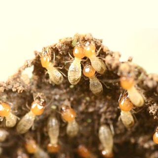 DIY Non-Toxic Termite Bait