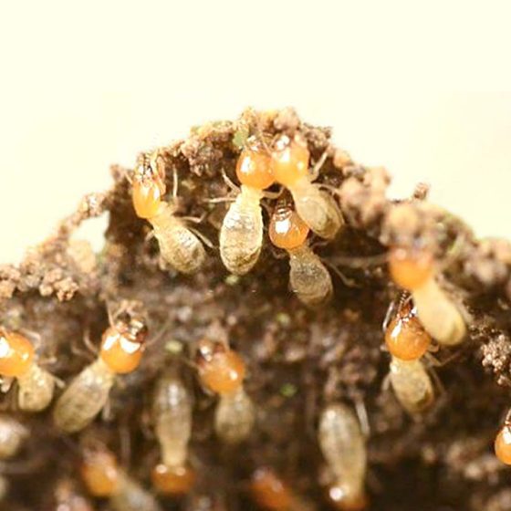DIY Non-Toxic Termite Bait